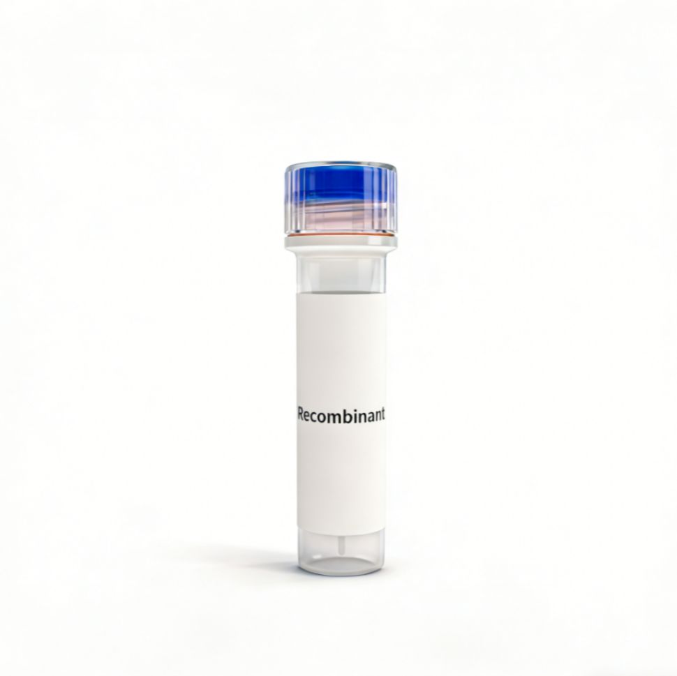 Recombinant Human SLC19A3 Protein