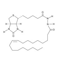 油酸生物素酰胺，≥95%, 1mg/mL in ethanol，阿拉丁