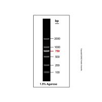 Gelred-prestained DNA Ladder (100-2000bp),BioReagent, 即用型, 适用于电泳, 分子生物学级, 用于核酸电泳, 100-2000bp, 6 bands, 100bp/ 250bp/ 500bp/ 750bp/ 1000bp/ 2000bp,阿拉丁