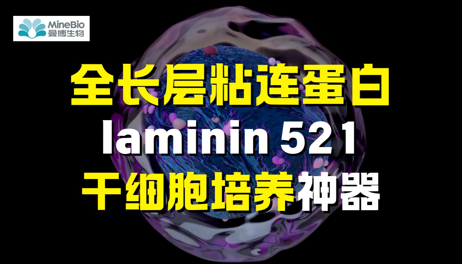 层粘连蛋白LN521解析：干细胞培养总失败？可能没选对细胞外基质