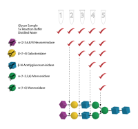 Glycan Sequencing Kit，阿拉丁