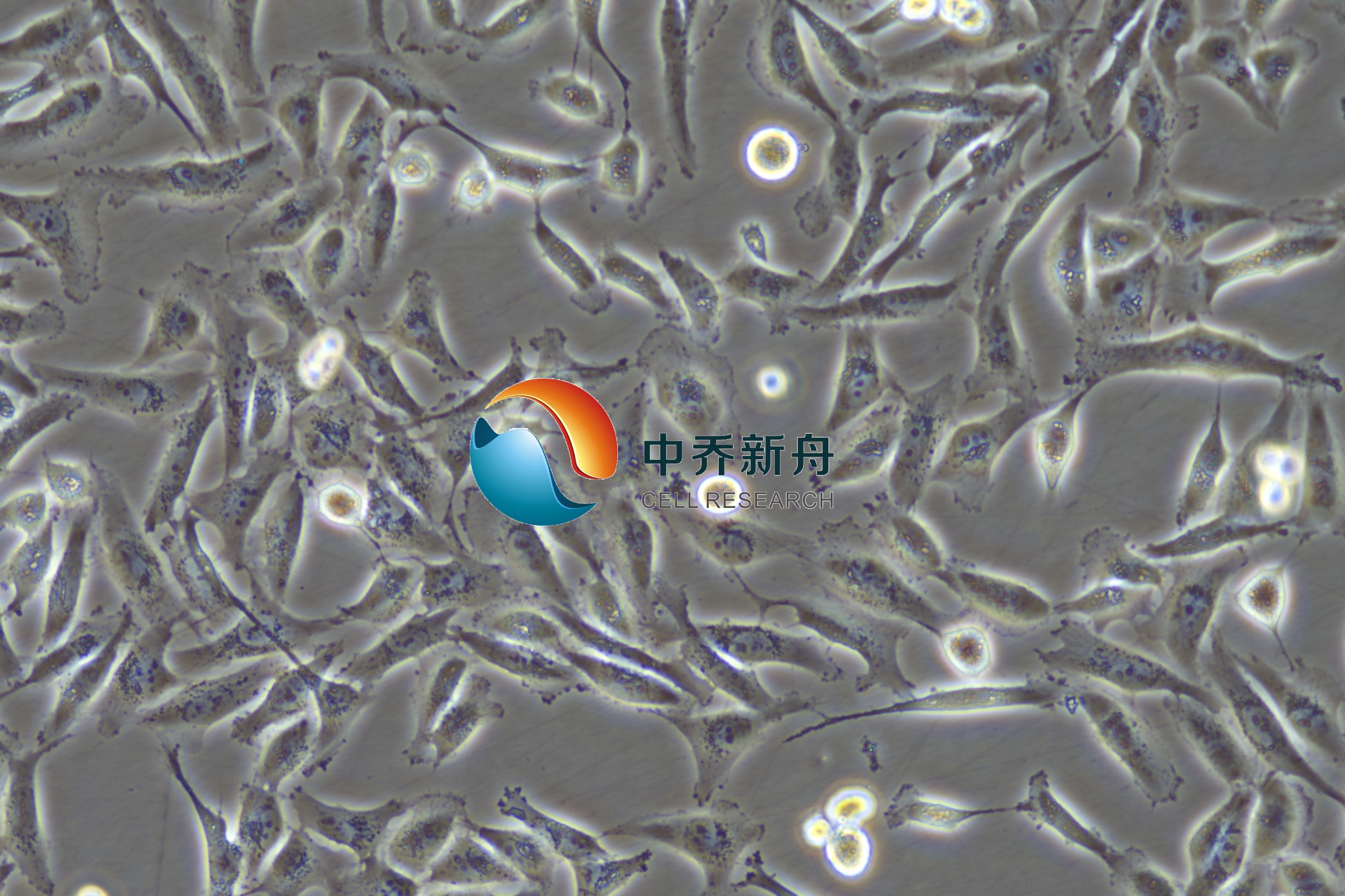 ZQ0118.jpg