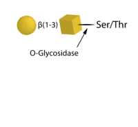 O-Glycosidase，9032-92-2，Specific Activity ≥ 12 U/mg;Activity ≥ 1.25 U/ml，阿拉丁