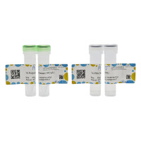 T4 多聚核苷酸激酶 (T4 PNK)，无动物源, 无载体, 生物活性, ActiBioPure™, EnzymoPure™, 无菌, 无DNA酶和RNA酶, 10 U/μL，阿拉丁