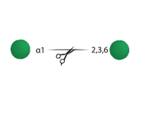 Core Alpha Mannosidase,Specific Activity >1.5 U/mg;Activity 1 U/ml,阿拉丁