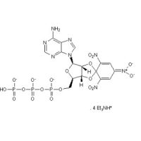 TNP-ATP triethylammonium salt,61368-63-6,Moligand™, ≥95%, 10 mM solution in water,阿拉丁