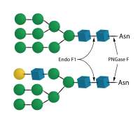 Endo F1,Specific Activity >16 U/mg;Activity >17 U/ml,阿拉丁
