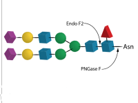 Endo F2,Specific Activity >20 U/mg ;Activity >5 U/ml,阿拉丁