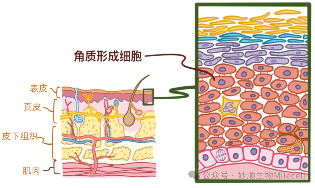 新品上市 | 人表皮角质形成细胞震撼登场