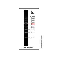 Gelred-prestained DNA Ladder (250-10000bp),BioReagent, 即用型, 适用于电泳, 分子生物学级, 用于核酸电泳, 250-10000bp, 9 bands, 250bp/ 500bp/ 750bp/ 1000bp/ 1500bp/ 2000bp/ 3000bp/ 5000bp/ 10000bp,阿拉丁