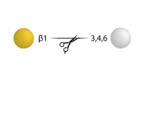 Beta-(1-3,4,6) Galactosidase,Specific Activity >10.2 U/mg;Activity >2.5 U/ml,阿拉丁