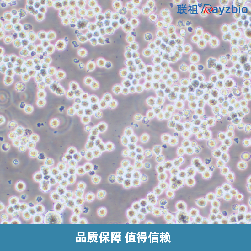 如何优化细胞保护剂配方