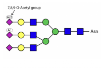 Sialate O-acetylesterase kit,阿拉丁
