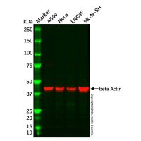 SK-N-SH Whole Cell Lysate，Mycoplasma free，阿拉丁