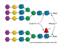 Endo F3,Specific Activity >25 U/mg;Activity >5 U/ml,阿拉丁