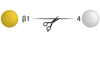 Beta Galactosidase，Specific Activity ＞6 U/mg;Activity ＞3 U/ml，阿拉丁