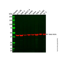 THP-1 Whole Cell Lysate，Mycoplasma free，阿拉丁