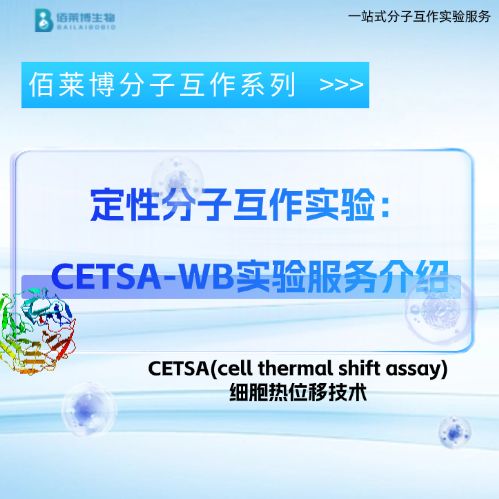 定性分子互作实验：CETSA-WB实验服务介绍