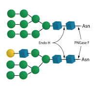 Endo-H,Specific Activity >40 U/mg;Activity >5 U/ml,阿拉丁