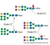 Endo F Multi-Kit,Specific activity:Endo F1 ≥16 U/mg Endo F2 ≥20 U/mg Endo F3 ≥25 U/mg;Activity:Endo F1 ≥17 U/ml Endo F2 ≥ 5 U/ml Endo F3 ≥ 5 U/ml,阿拉丁