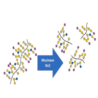 Mucinase StcE，重组, mass spec suitable, from EHEC, powder，阿拉丁