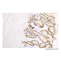 Recombinant Mucin 5AC Antibody,ExactAb™, Validated, Recombinant, 0.48 mg/mL,阿拉丁