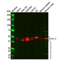 Recombinant Erlin-2 Antibody,重组, ExactAb™, 已验证, 见COA,阿拉丁