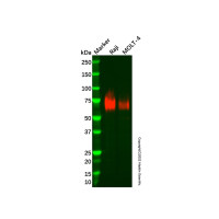 Recombinant CD84 Antibody，ExactAb™, Validated, 重组, 0.6 mg/mL，阿拉丁