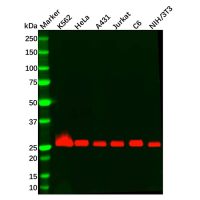 Recombinant Bcl-XL Antibody,重组, ExactAb™, 已验证, 高性能, 见COA,阿拉丁