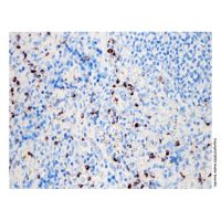 Recombinant Granzyme B Antibody，ExactAb™, Validated, Carrier Free, Recombinant, 0.3 mg/mL，阿拉丁