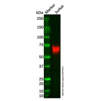 Recombinant CD226 Antibody,ExactAb™, Azide Free, 重组, 0.6 mg/mL,阿拉丁
