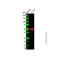 NUCB2 Mouse mAb,ExactAb™, 无载体, 已验证, 1.0 mg/mL,阿拉丁