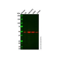 Recombinant MEIS1 Antibody，重组, ExactAb™, 已验证, 高性能, 见COA，阿拉丁