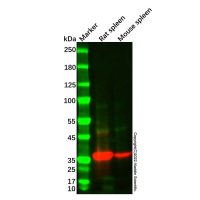 Recombinant Mast Cell Chymase Antibody,重组, ExactAb™, 已验证, 见COA,阿拉丁