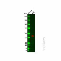 Recombinant IL-15RA Antibody,ExactAb™, Validated, 重组, 1.0 mg/mL,阿拉丁