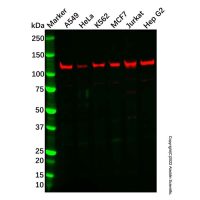 Recombinant SIRT1 Antibody，重组, ExactAb™, 已验证, 见COA，阿拉丁
