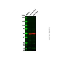 Recombinant CYP2D6 Antibody，重组, ExactAb™, 已验证, 0.5 mg/mL，阿拉丁