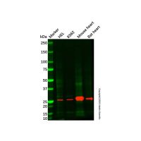 Mouse heart tissue lysate - total protein,200μg,阿拉丁