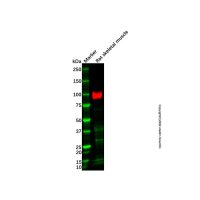 Recombinant SERCA1 ATPase Antibody,ExactAb™, 已验证, 重组, 见COA,阿拉丁