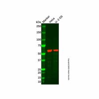 Recombinant Monoamine Oxidase B/MAOB Antibody，ExactAb™, Validated, 重组, 2.0 mg/mL，阿拉丁