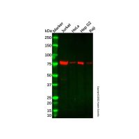 Recombinant Nuclear Matrix Protein p84 Antibody,ExactAb™, Validated, 重组, 0.2 mg/mL,阿拉丁