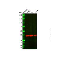 Recombinant RPB3 Antibody，重组, ExactAb™, 已验证, 见COA，阿拉丁
