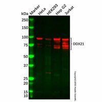 Recombinant DDX21 Antibody,ExactAb™, Validated, 重组, 0.5 mg/mL,阿拉丁