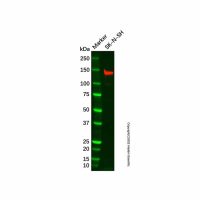 Recombinant Integrin alpha 9 Antibody,ExactAb™, Validated, 重组, 1.7 mg/mL,阿拉丁