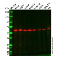 Recombinant Src Antibody，重组, ExactAb™, 敲低验证, 已验证, 见COA，阿拉丁