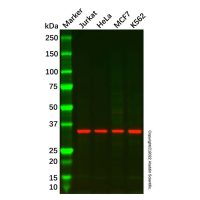MPG/AAG Antibody,ExactAb™, 无载体, 已验证, 1.0 mg/mL,阿拉丁