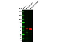 alpha-Smooth Muscle Actin Mouse mAb，无载体, ExactAb™, 已验证, 高性能, 见COA，阿拉丁
