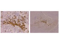 Recombinant CD63 Antibody,ExactAb™, Validated, Recombinant, 0.36 mg/mL,阿拉丁