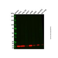 Recombinant Histone H2A Antibody，ExactAb™, 重组, 已验证, 见COA，阿拉丁