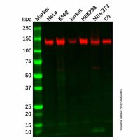 Recombinant SAMHD1 Antibody，重组, ExactAb™, 已验证, 见COA，阿拉丁